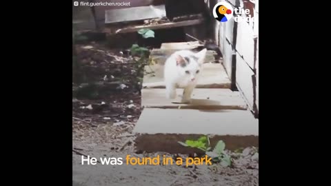 Energetic Cat Missing 2 Legs Loves His New Family So Much | The Dodo