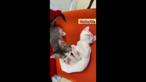 Cat animals funny comedy video