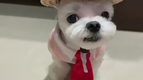 Dog fashionista