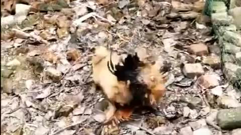 Funny Dog Fight vs chicken