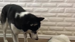 husky does not let another dog sleep