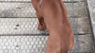 Very Bold & Brave Tiny Ridgeback Puppy