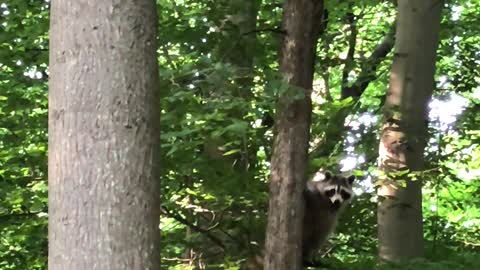 The raccoon is best when it comes to tree climbing