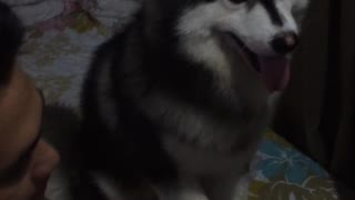 Needy Husky Pup