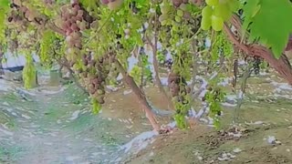 Grapes 🍇 Garden