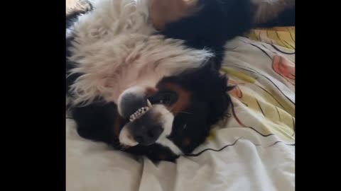 Bernese Mountain Dog hilariously smiles for the camera