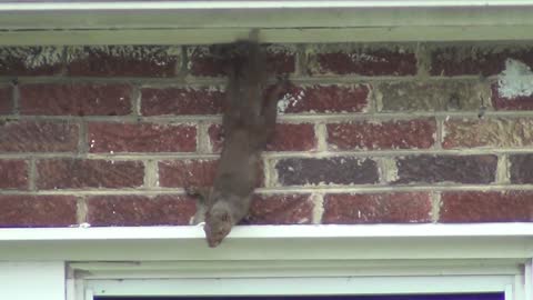 Squirrel...sending a warning...sees snake in yard