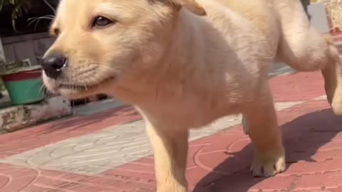 Sweet Baby Dog Moments: A Heartwarming Puppy Compilation 🐾