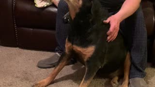 Pampered Pup Gets a Massage