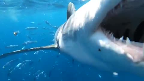 Although sharks do not attack for no reason, but teasing them categorically do not advise.