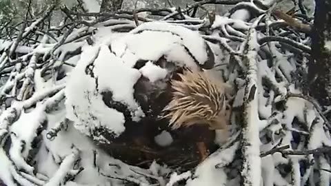 Eagle 🦅 and Eagle chicks and snow