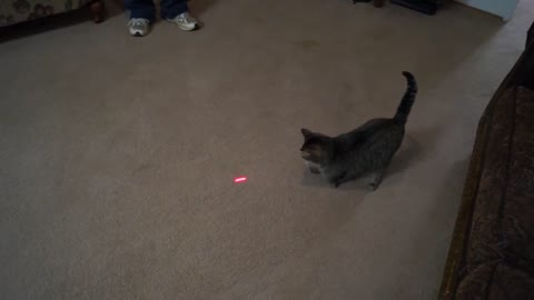 Bunny the Cat Playing With the Lazer Light