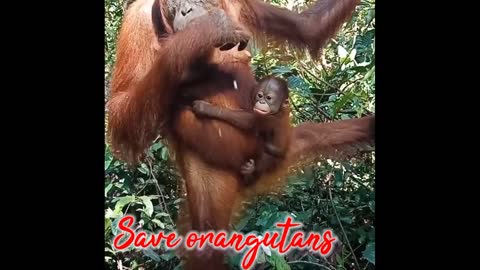 Orangutans are having fun eating corn with the baby
