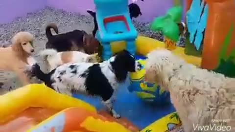 Dog pool party