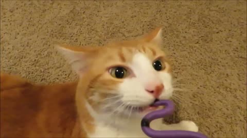 Sorprendentemente, este gato está obsesionado con serpientes de juguete