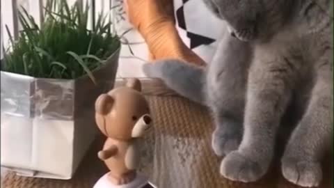 Funny cat 🐈 video | new cats video | my cat | cat training