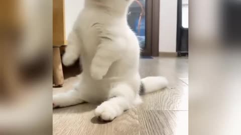 Cute Cat Video|| Baby Cat || Cute And Funny Cat Video