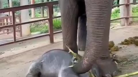 baby elephant sleeping peacefully