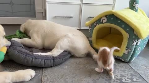 Kitten likes to play with the Golden Retrievers