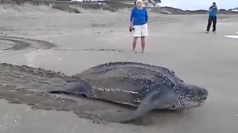 The largest sea turtle in the sea