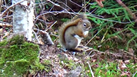 Squirrel Colours Caught :O