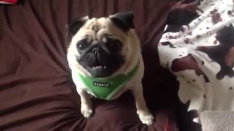 Naughty pug knows he's being bad!
