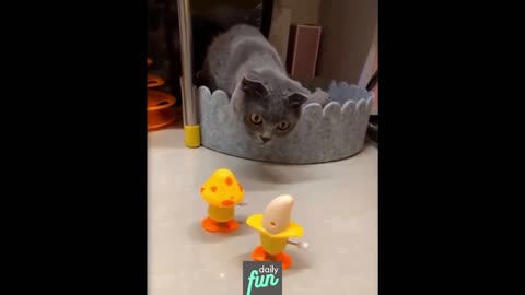 Funnt Cat - Daily Fun