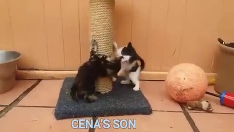 if your cat is John Cena!!! #2 😂 Funny Animals Videos 2021 (watch till the end)