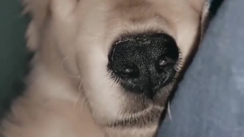 Golden retriever sleeping cute video