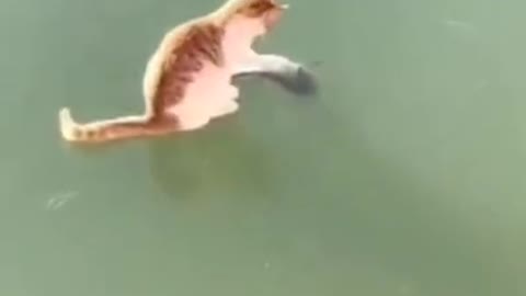 Ice, the cat is attracted by the fish on the ice, but can not catch