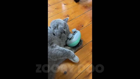 Cute Cat Video Collection
