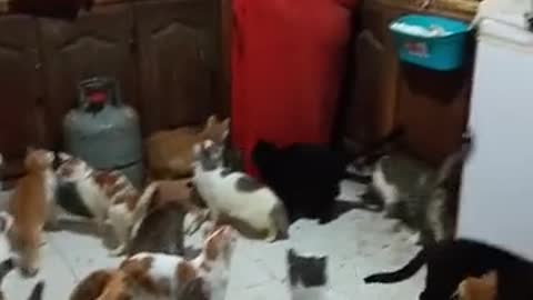 A woman raises 67 kittens in her home