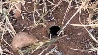 Wolf Spider Moves Into Empty Home