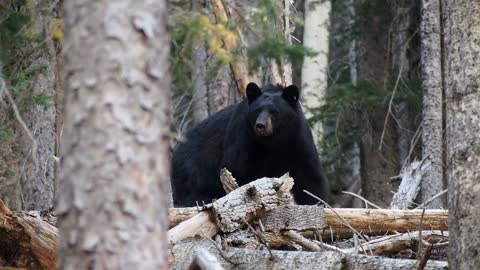 Brown bear in the woods near me