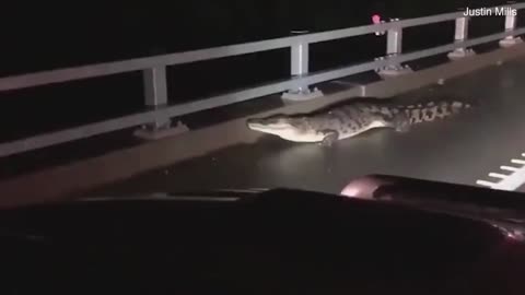Crocodile Holds Up Traffic As It Tries To Cross Road During Floods