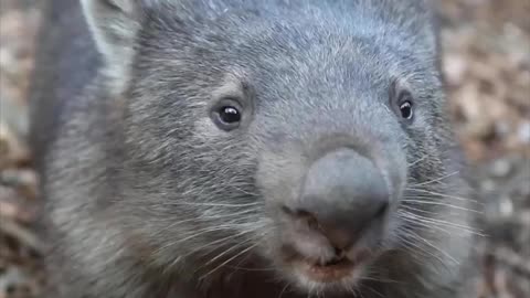 What an angry wombat sounds like