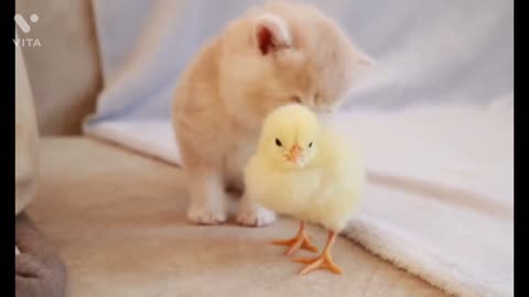 Cute kitten walk with tiny chicken
