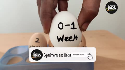 HOW TO FIND ROTTEN EGG AGE OF THE EGG EXPERIMENTS AND HACKS