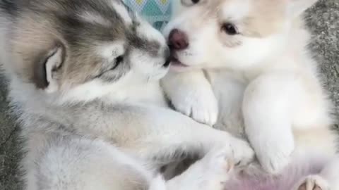 Two newborn dogs are making out, looking so loving.