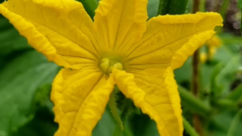 Cucumber Flowers in a Summer Vegetable Garden