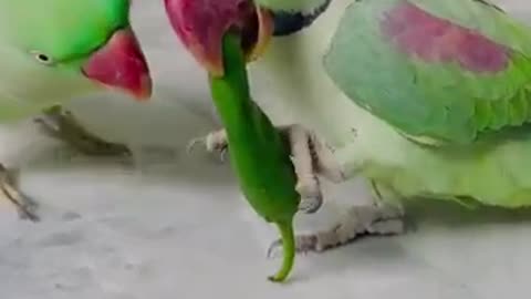 Cute parrot eating mirchi