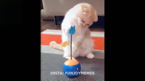 This innocent cat and dog plays with toy funny