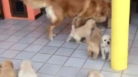 NewBorn Golden Retriever Puppies