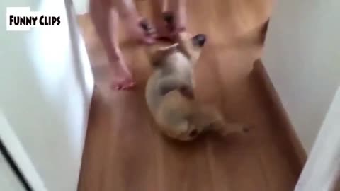 "Funny Cats and Dogs Who Just Don't Want to Bathe - Hilarious Video Compilation"