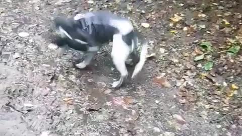 Dog chases its tail