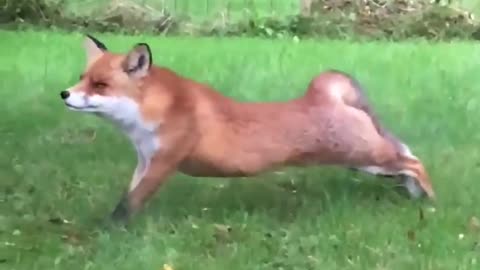 Fox evening time see
