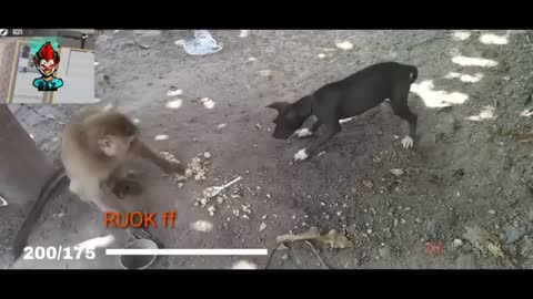 Monkey Fighting with Dog Funny Video