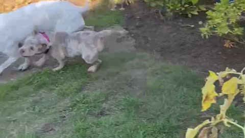 Puppy shows dog who’s boss