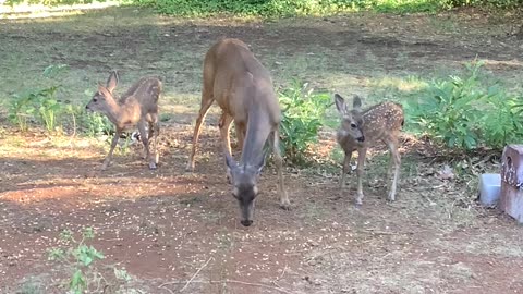 Bully Mom and her two fawns