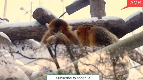 Watch what this tropical forest monkey does